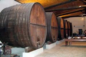 cantina con botti di vino