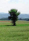 campo di grano